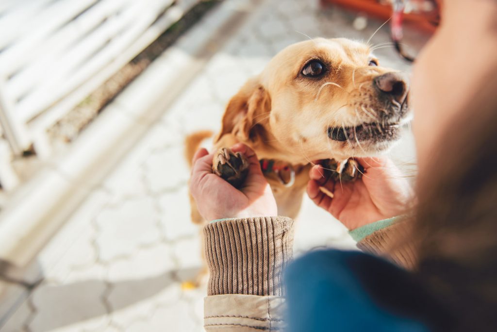 CBD for pets