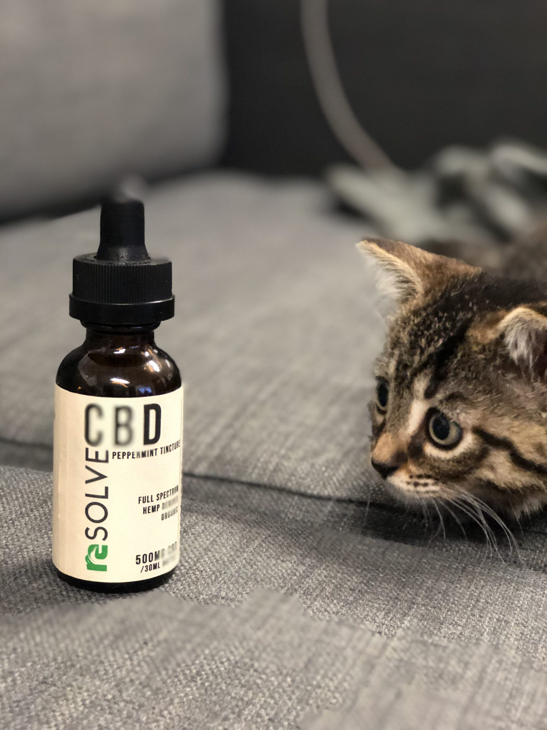 CBD for pets