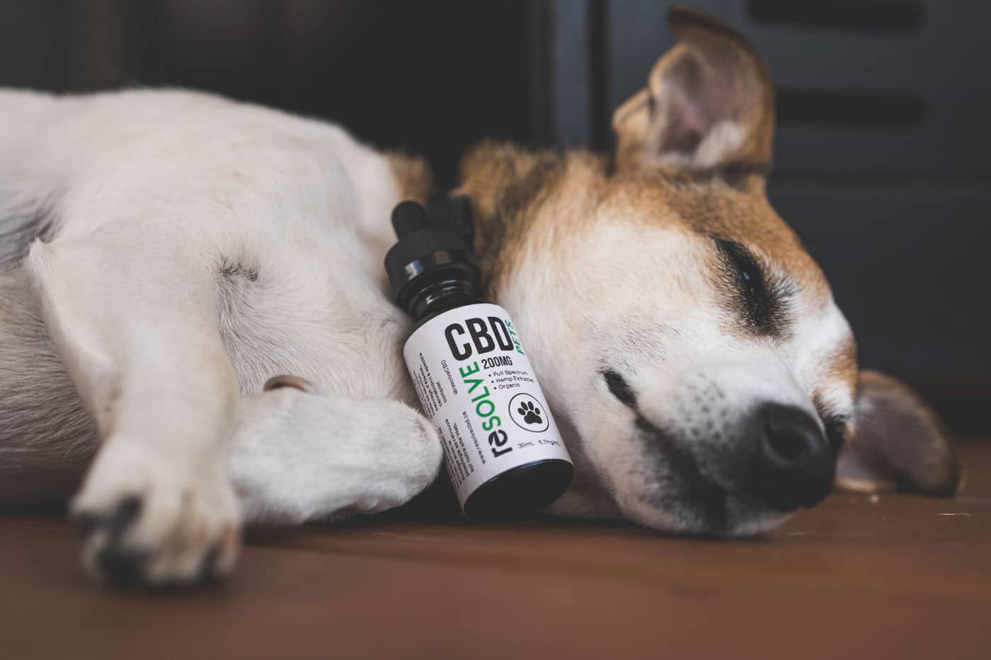 CBD oil for dog anxiety
