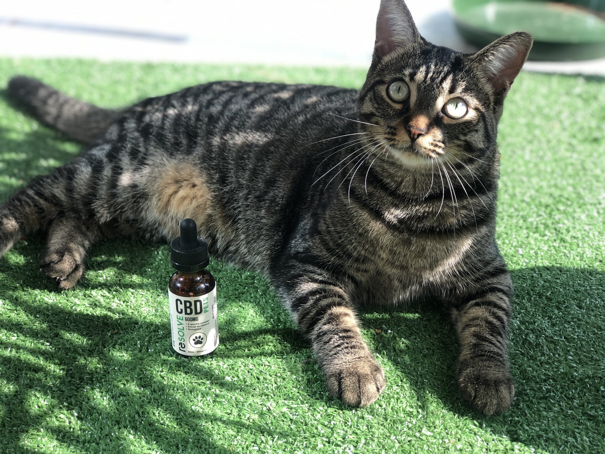 CBD oil for cats