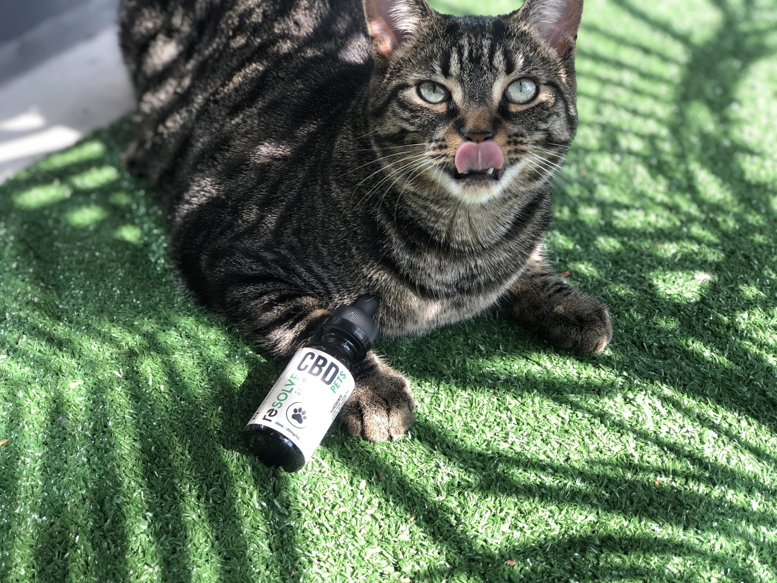 CBD oil for cats