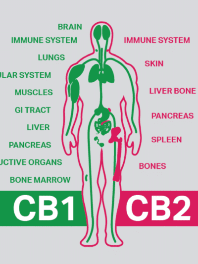 ECS All about the Endocannabinoid System