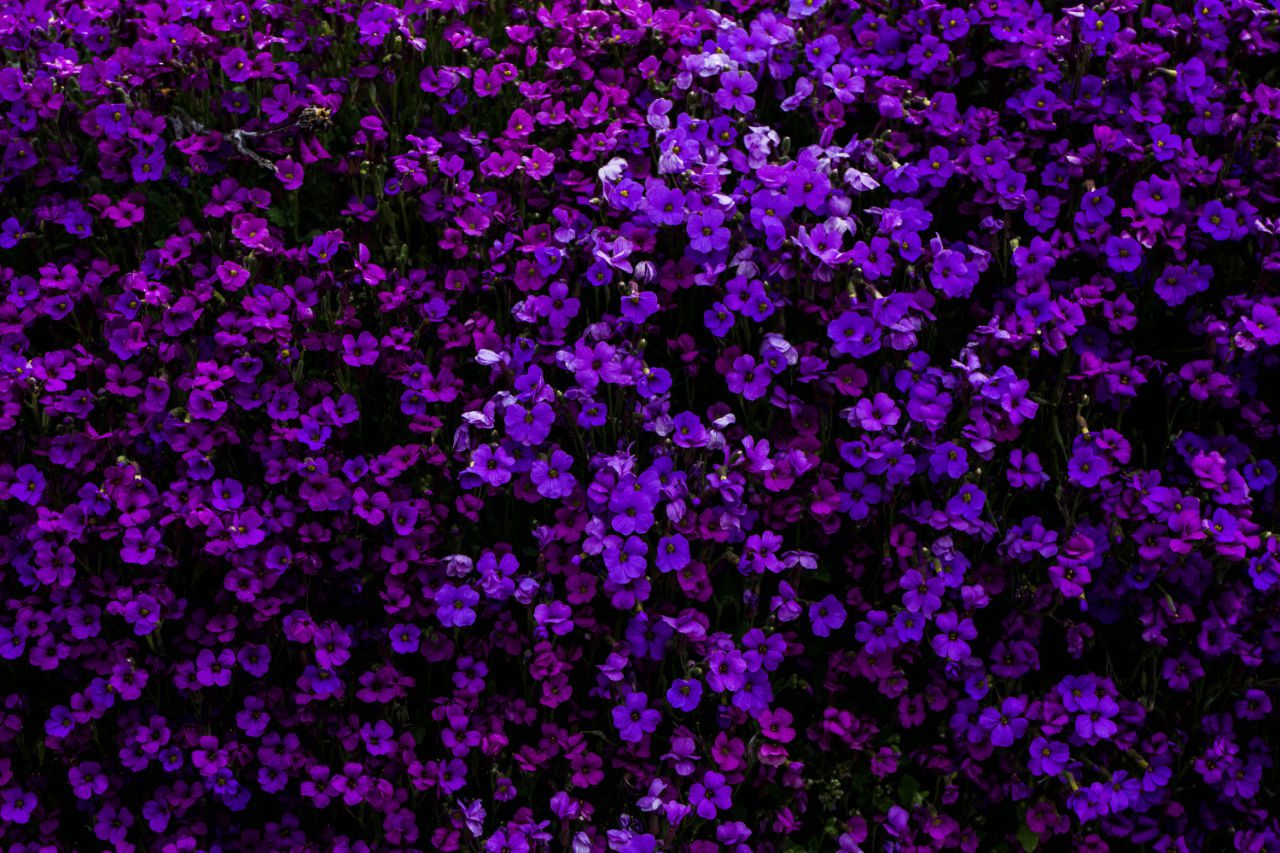 Artiom field purple for epilepsy resolve cbd