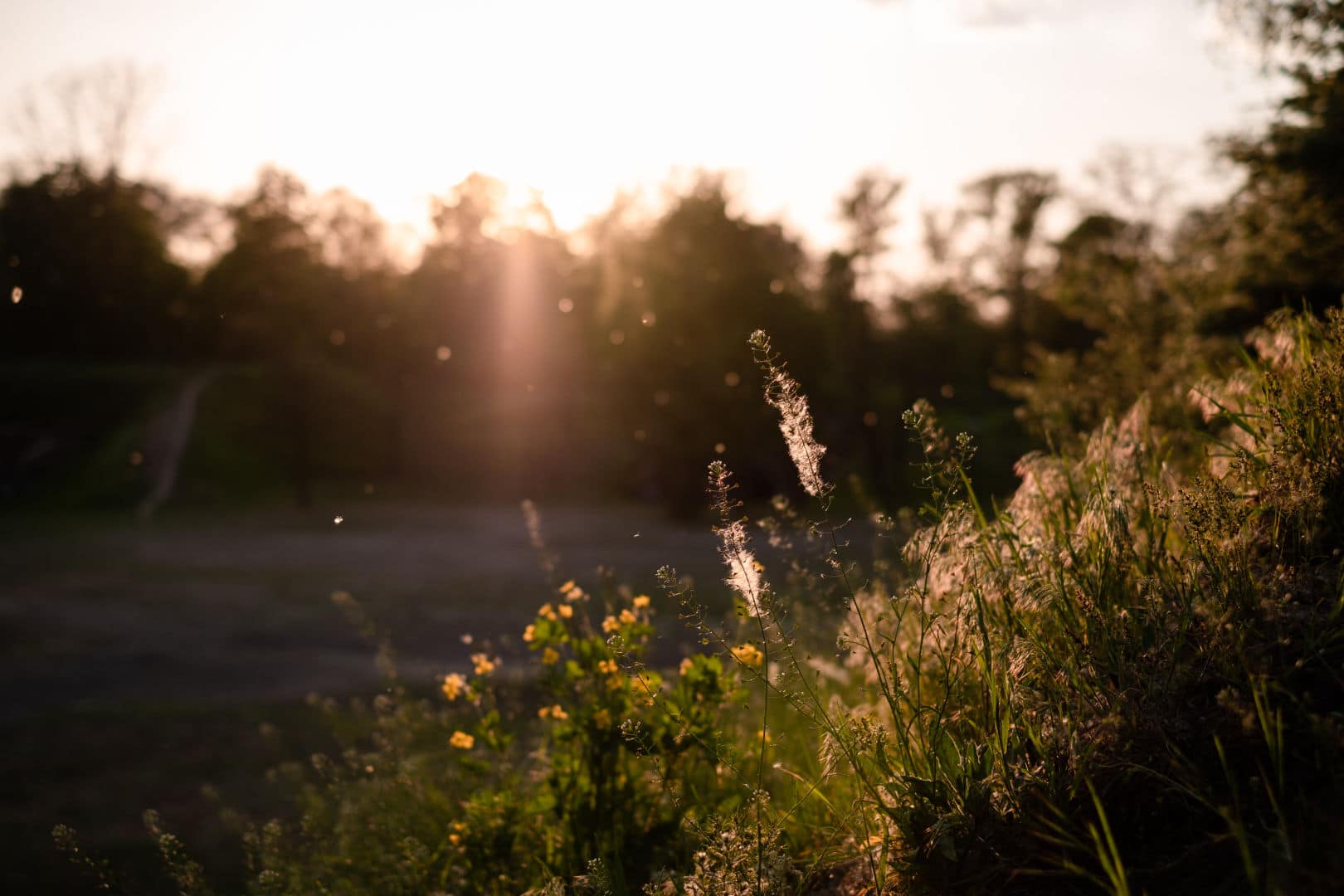 Allergies and CBD wild grass