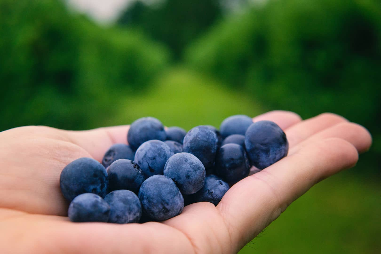 CBD and Gut Health prebiotics blueberry