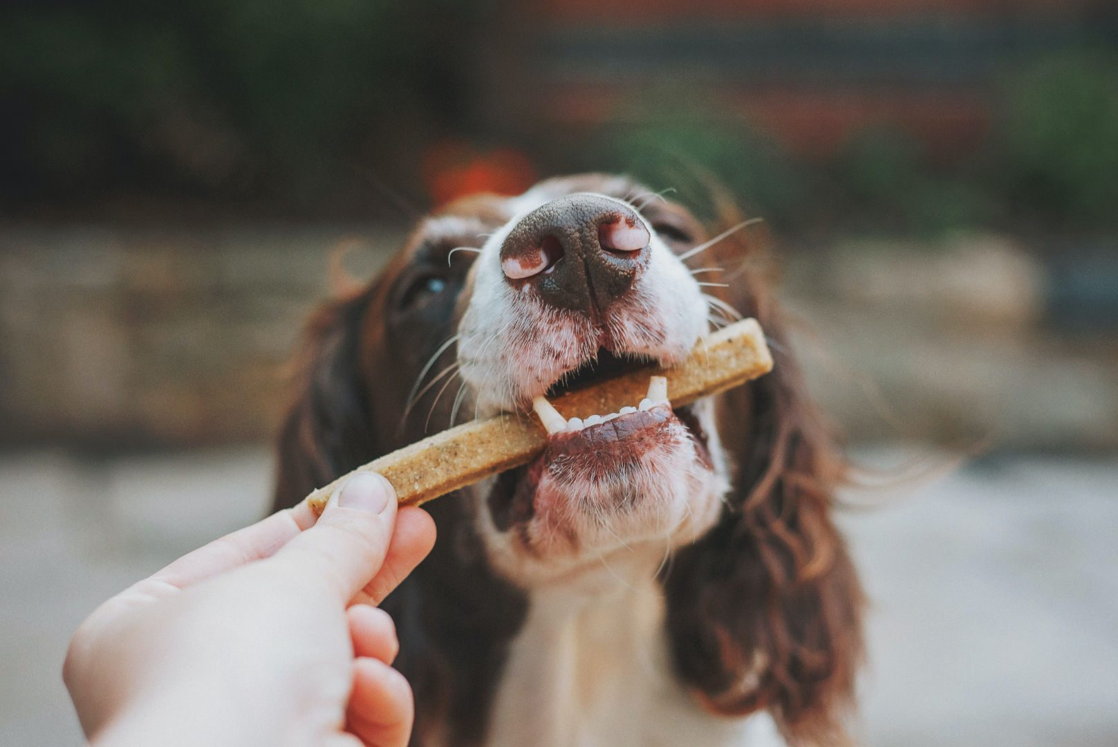 resolveCBD pet treats guide on cbd treats