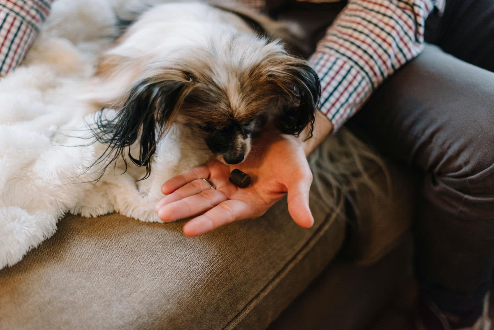 resolveCBD pet treats guide on cbd treats