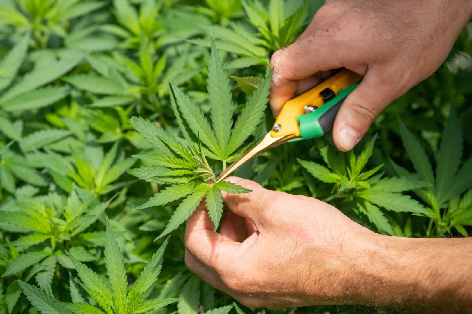 CBD vs. CBN man cutting plant