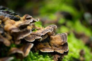 What You Need to Know About Medicinal Mushrooms Canada
