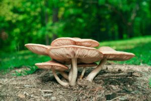 Natural Medicines: Combining The Best CBD And Medicinal Mushrooms