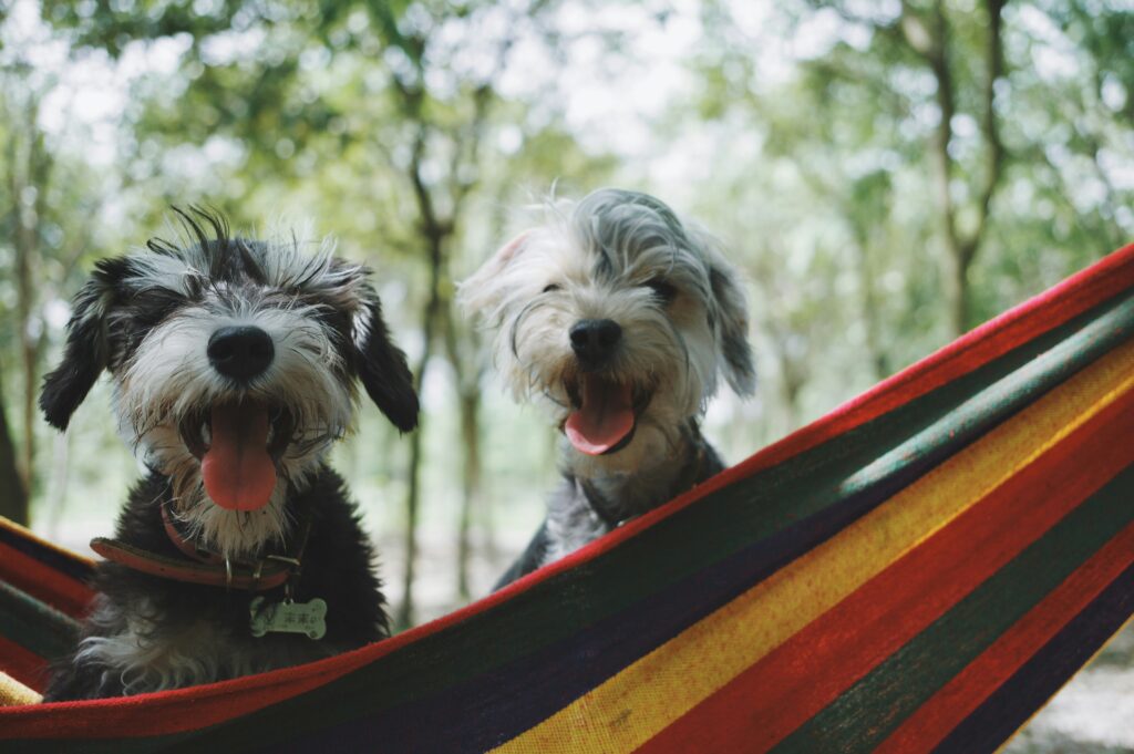 Ottawa's Ultimate Pet-friendly Destinations: Embrace the Love of Adventure