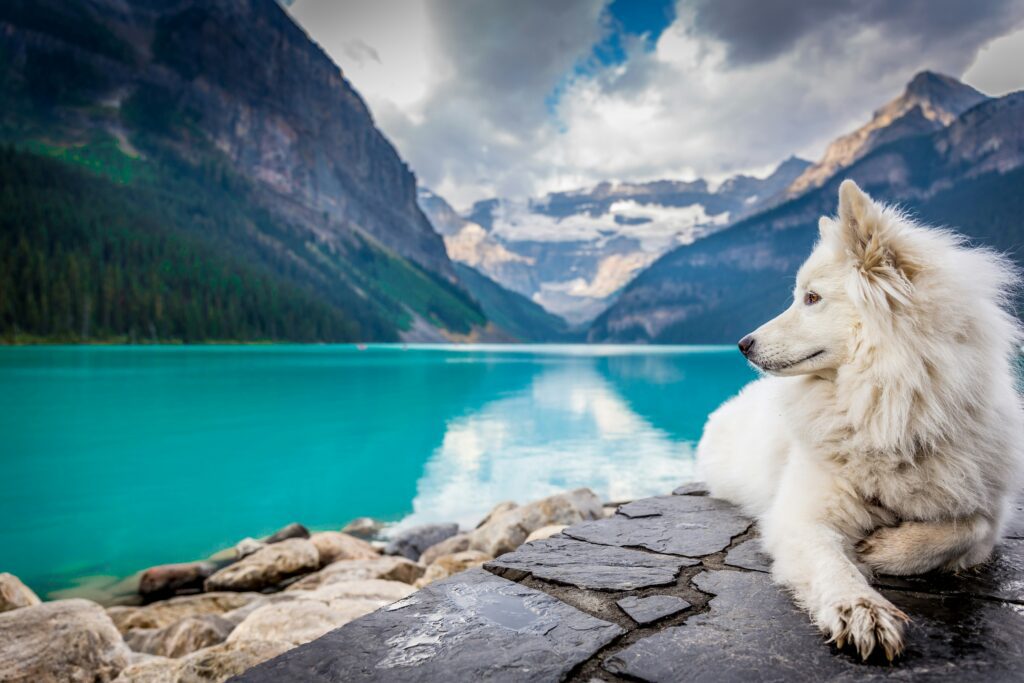 Exploring The Best Pet-Friendly Destinations Across Canada