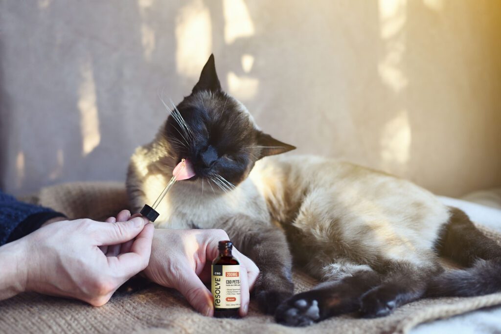 CBD for Pet Anxiety: How Seasonal Changes Affect Your Pets