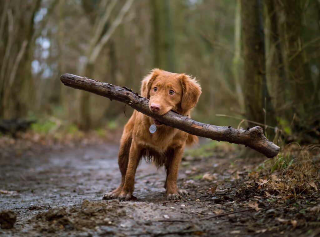 CBD for Pet Comfort: How to Keep Them Happy in Winter