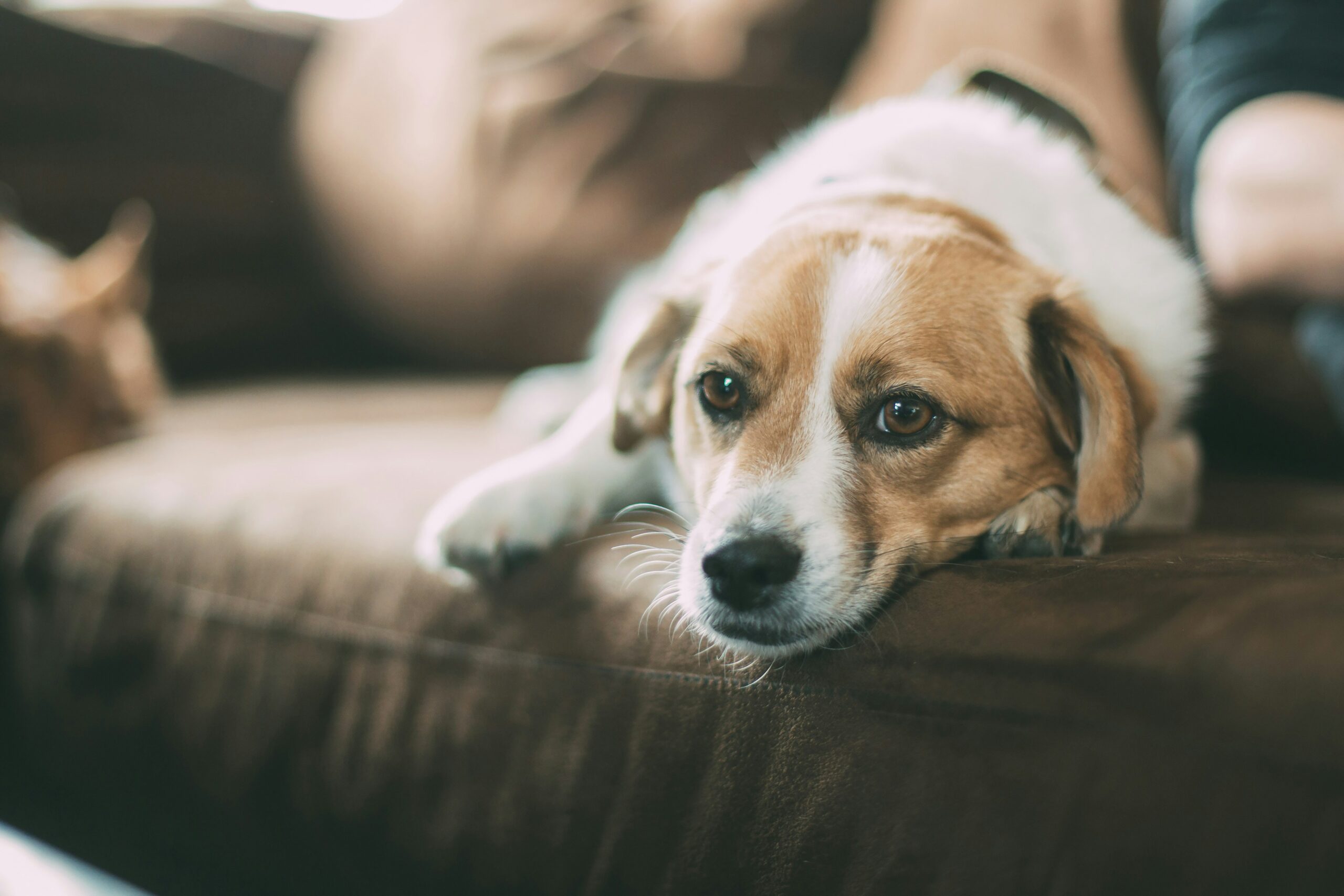 CBD for Pet Anxiety: How Seasonal Changes Affect Your Pets