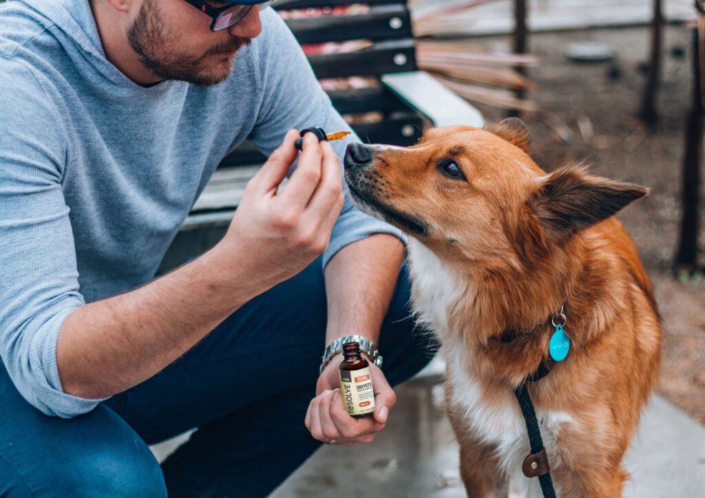 CBD Dog Health: A Natural Approach to Better Pet Wellness