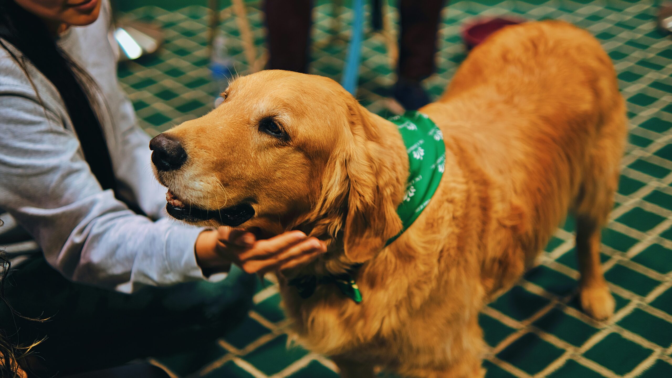 CBD Dog Health: A Natural Approach to Better Pet Wellness