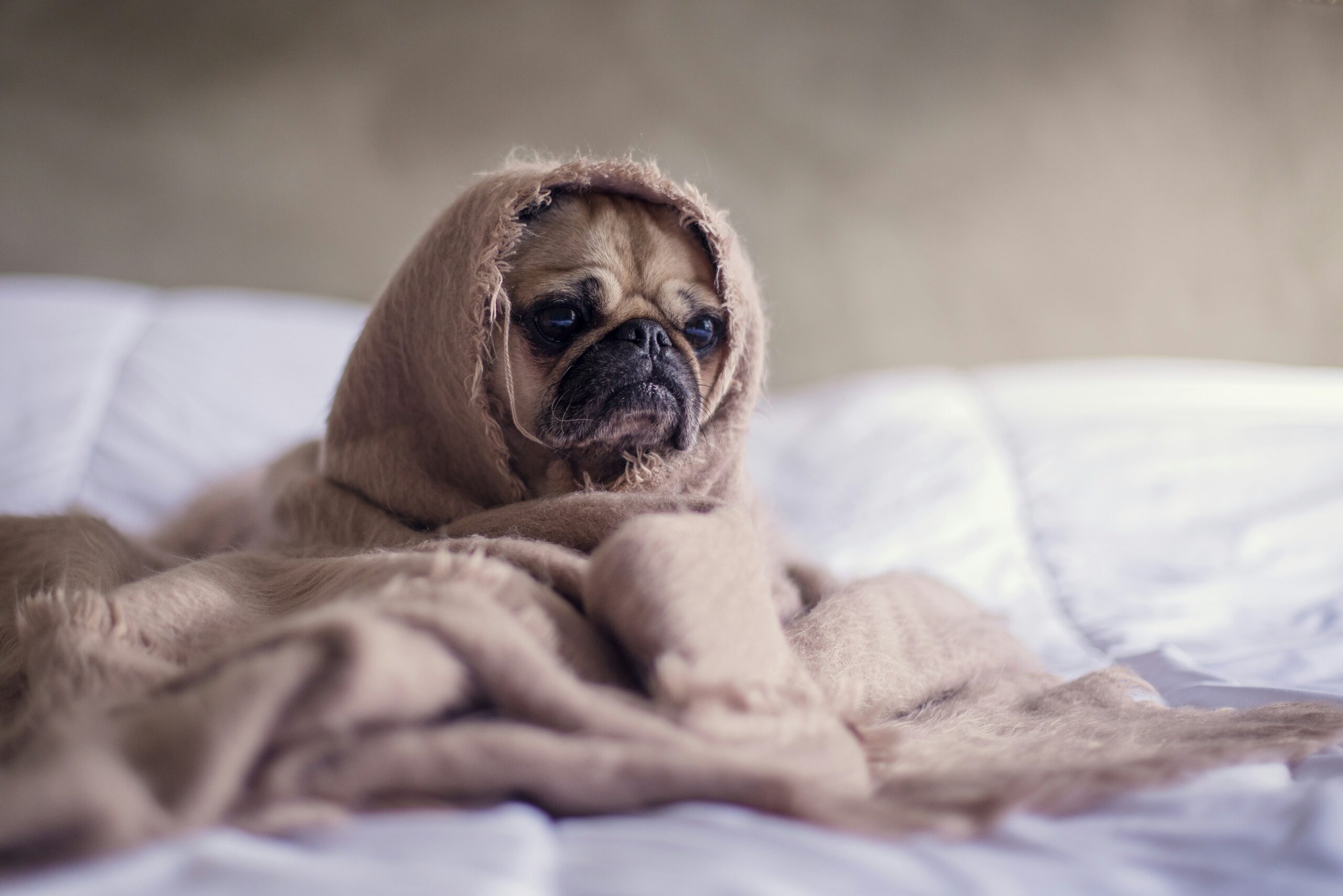 How to Choose the Best CBD for Dog Anxiety Relief