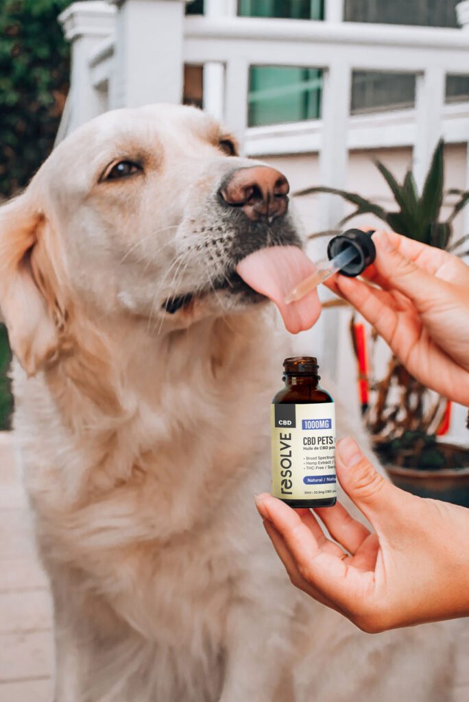 CBD Dog Health: How To Choose The Best Products For Joint Support