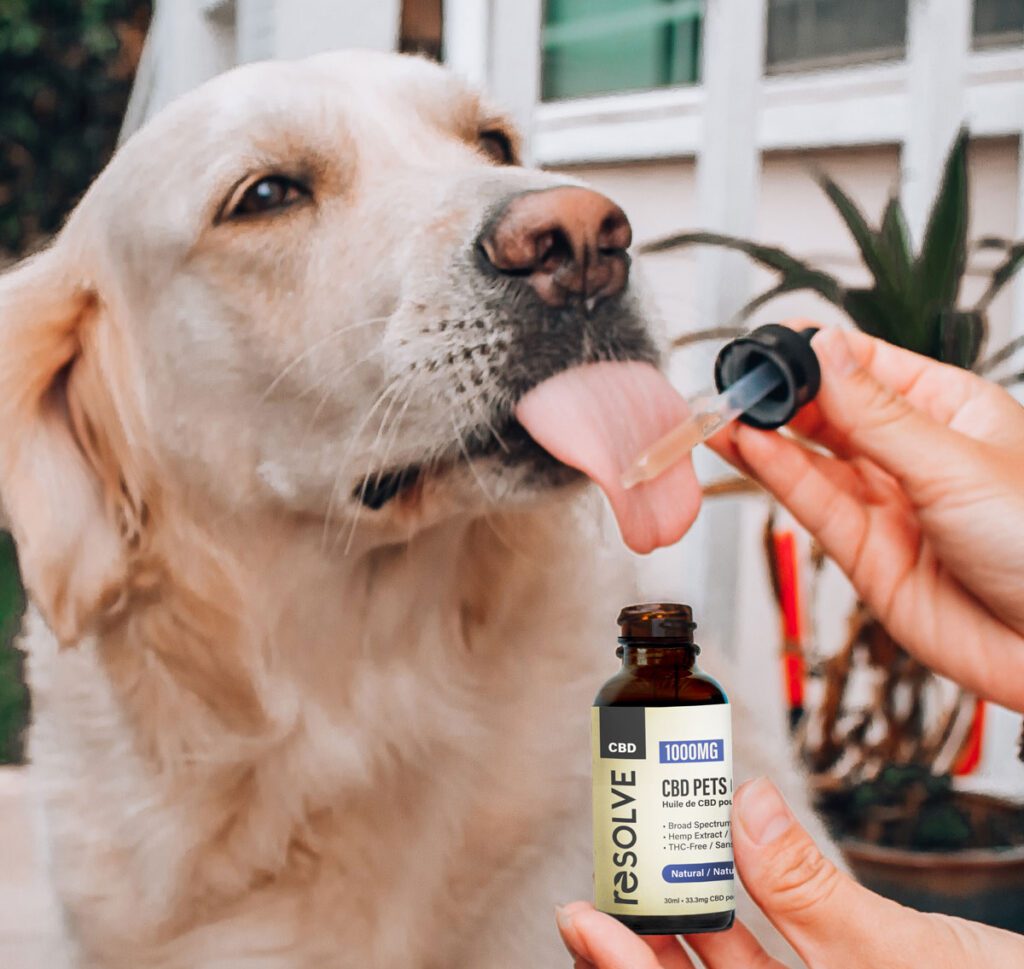 The Best CBD Oil for Senior Dogs: Products to Improve Quality of Life