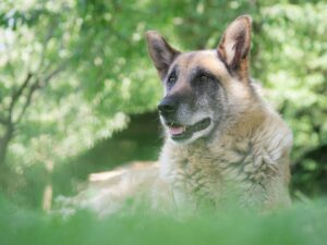 The Best CBD Oil for Senior Dogs: Products to Improve Quality of Life