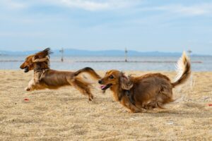 CBD Dog Health: How To Choose The Best Products For Joint Support