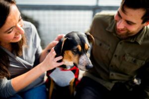 A Guide to the Best CBD Oil for Dogs: What Canadian Pet Owners Should Know