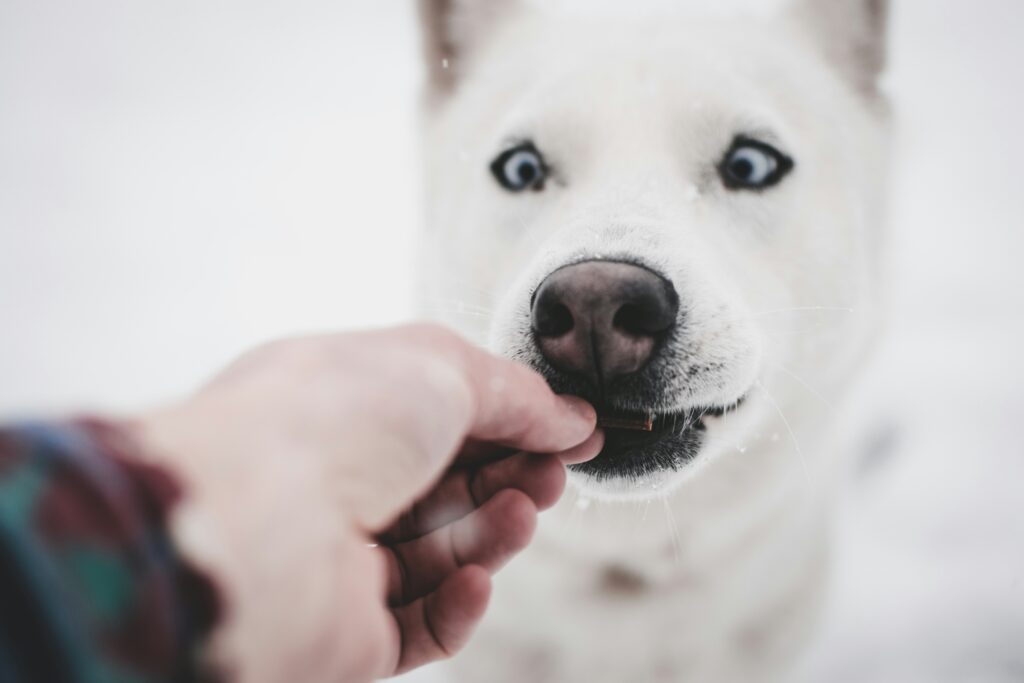 Your Guide to the Best CBD for Dogs: Safe, Tested, and Effective Choices