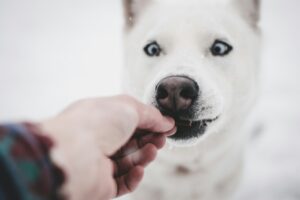 Your Guide to the Best CBD for Dogs: Safe, Tested, and Effective Choices
