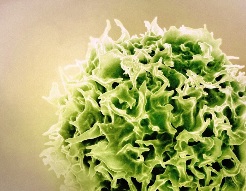 CBD for Immune System