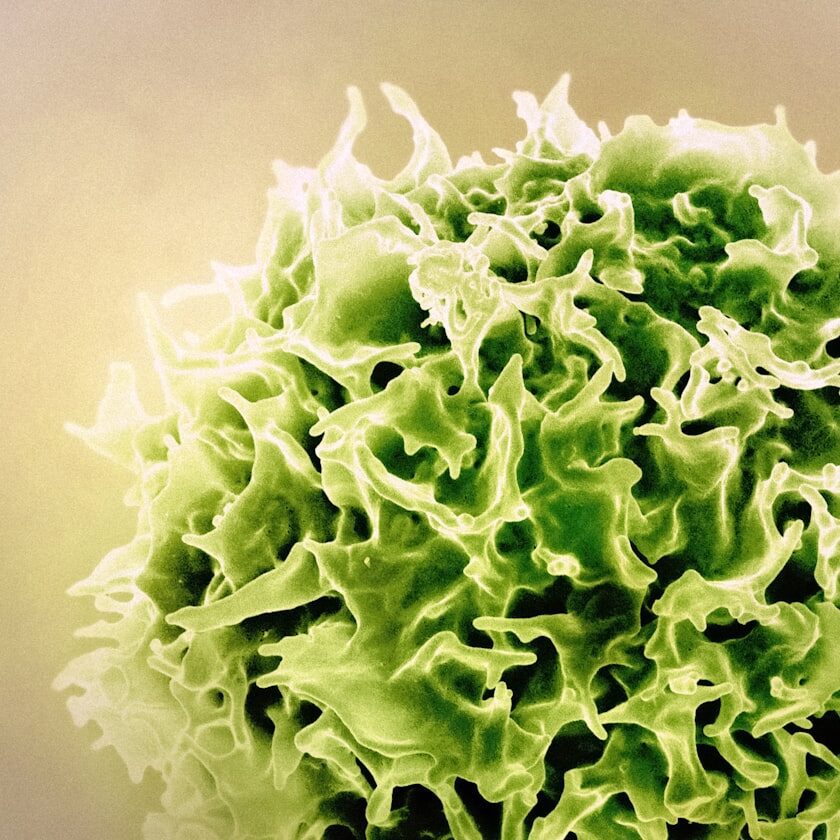 CBD for Immune System