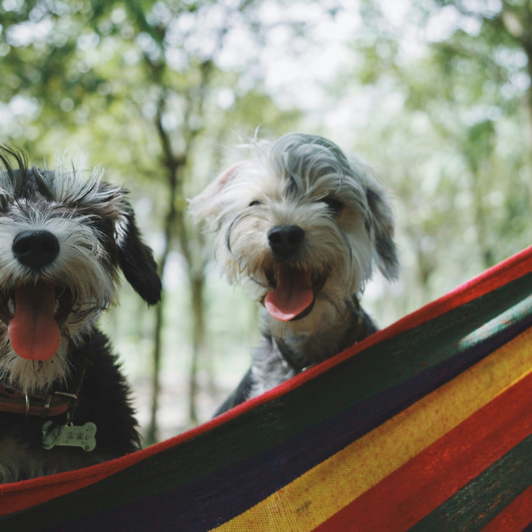 Ottawa's Ultimate Pet-friendly Destinations: Embrace the Love of Adventure