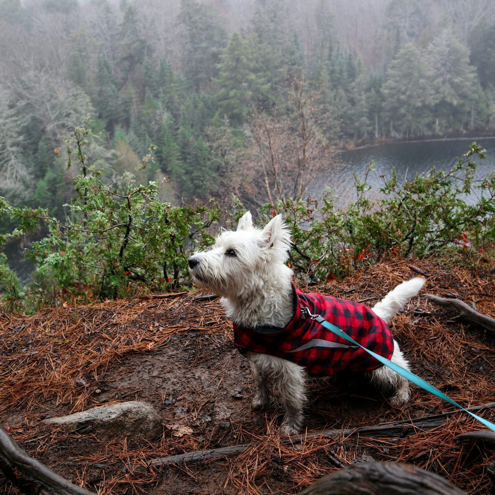 Exploring The Best Pet-Friendly Destinations Across Canada