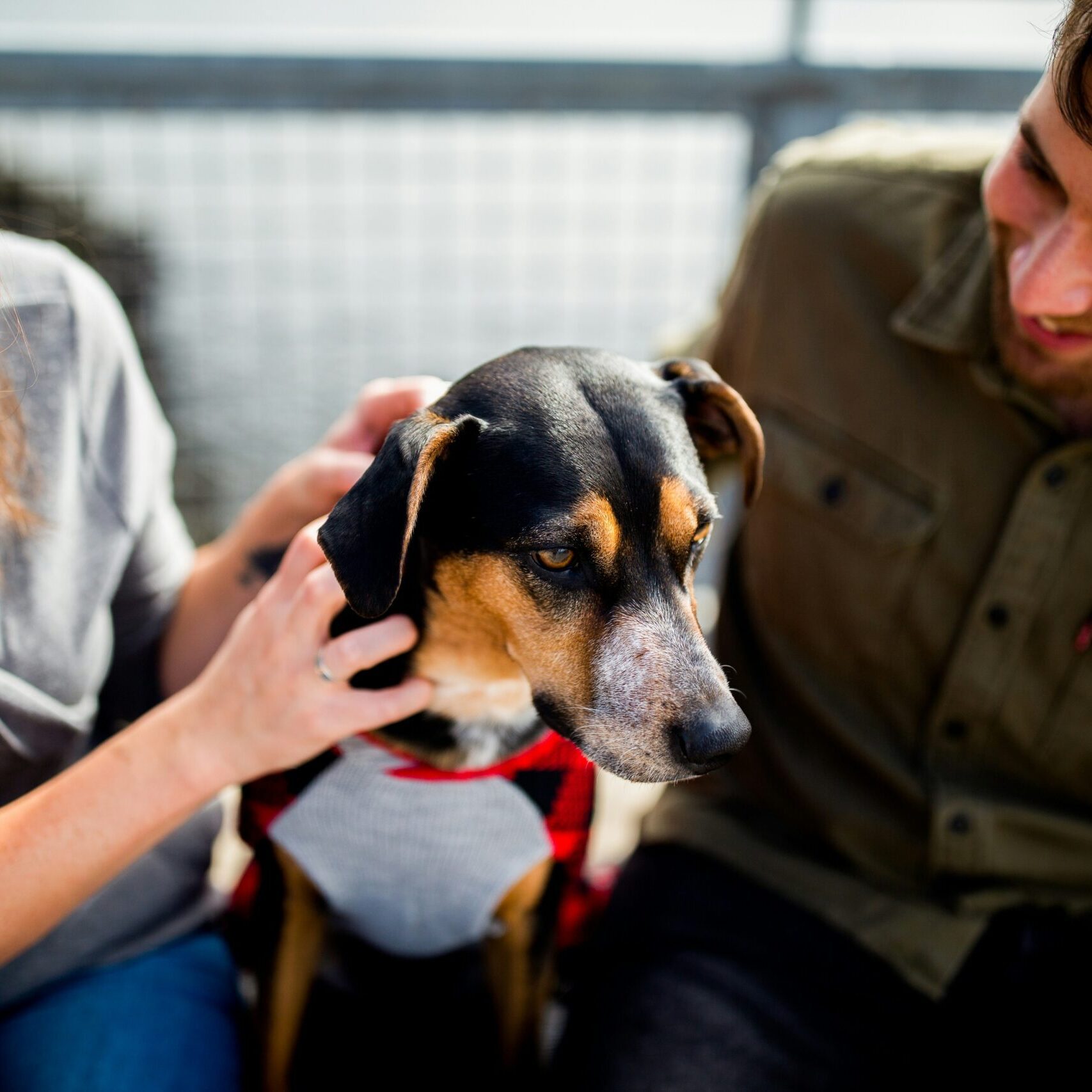 A Guide to the Best CBD Oil for Dogs: What Canadian Pet Owners Should Know