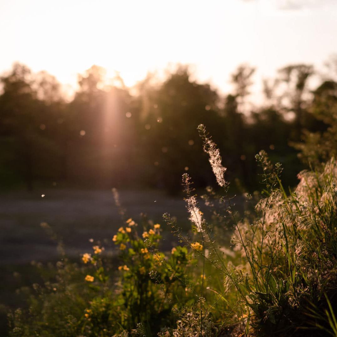 Allergies and CBD wild grass