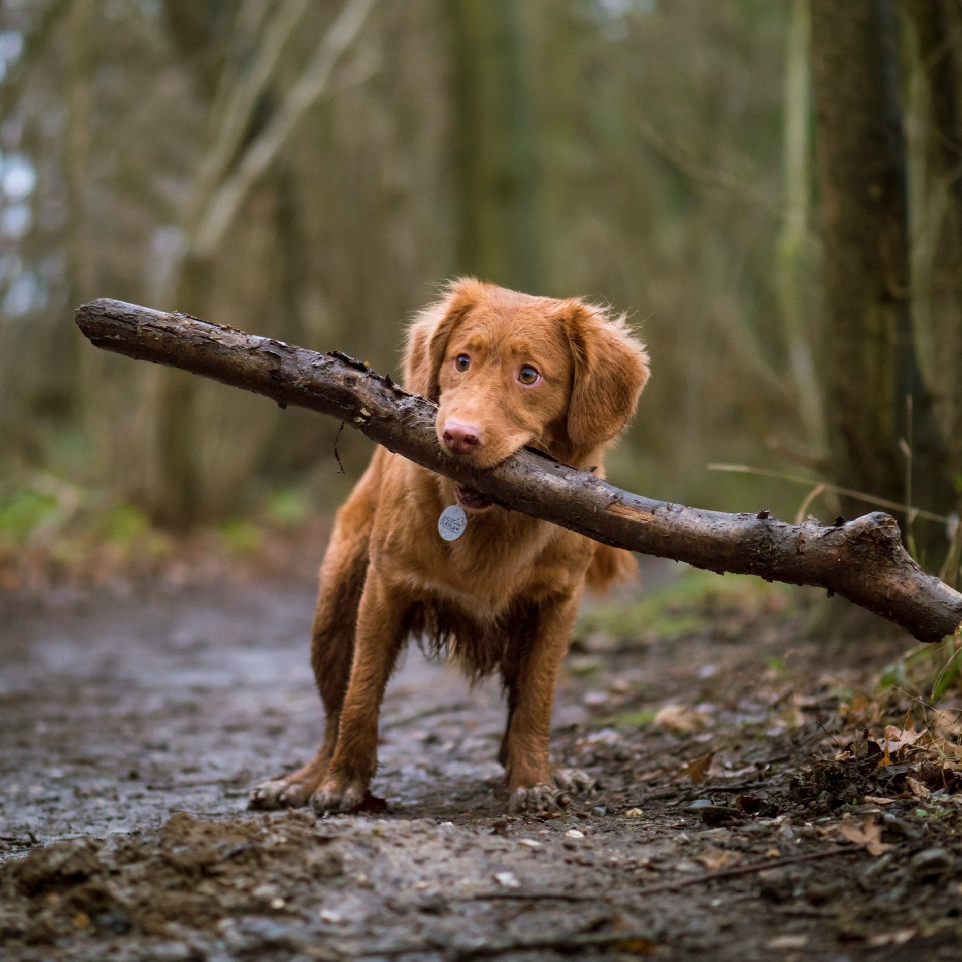 CBD for Pet Comfort: How to Keep Them Happy in Winter