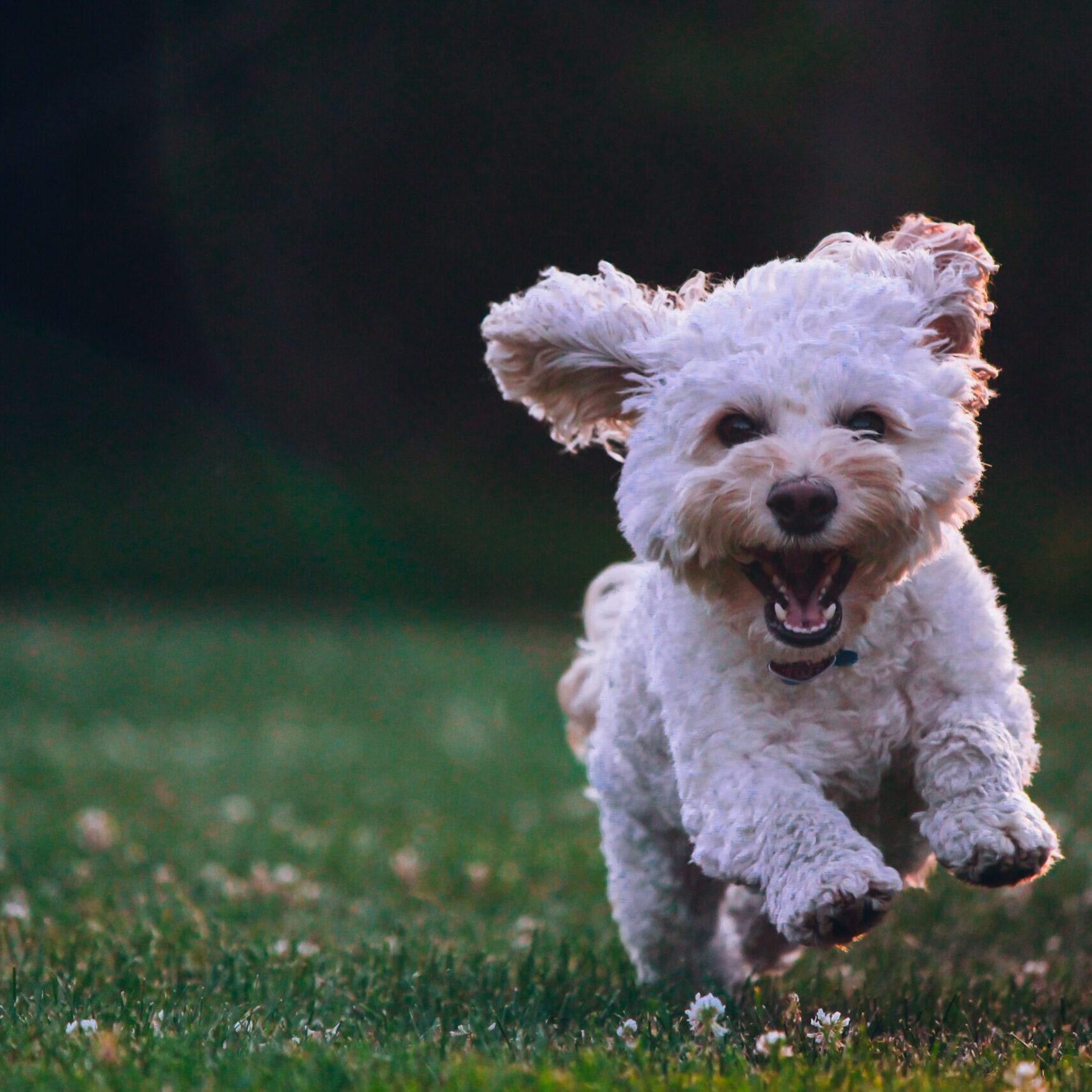 A very happy dog running on a field of grass