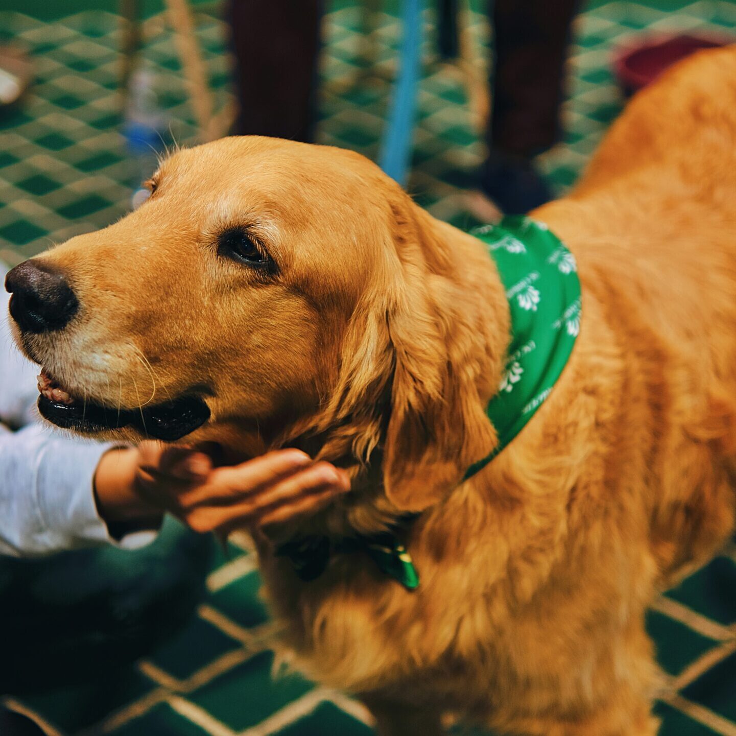 CBD Dog Health: A Natural Approach to Better Pet Wellness