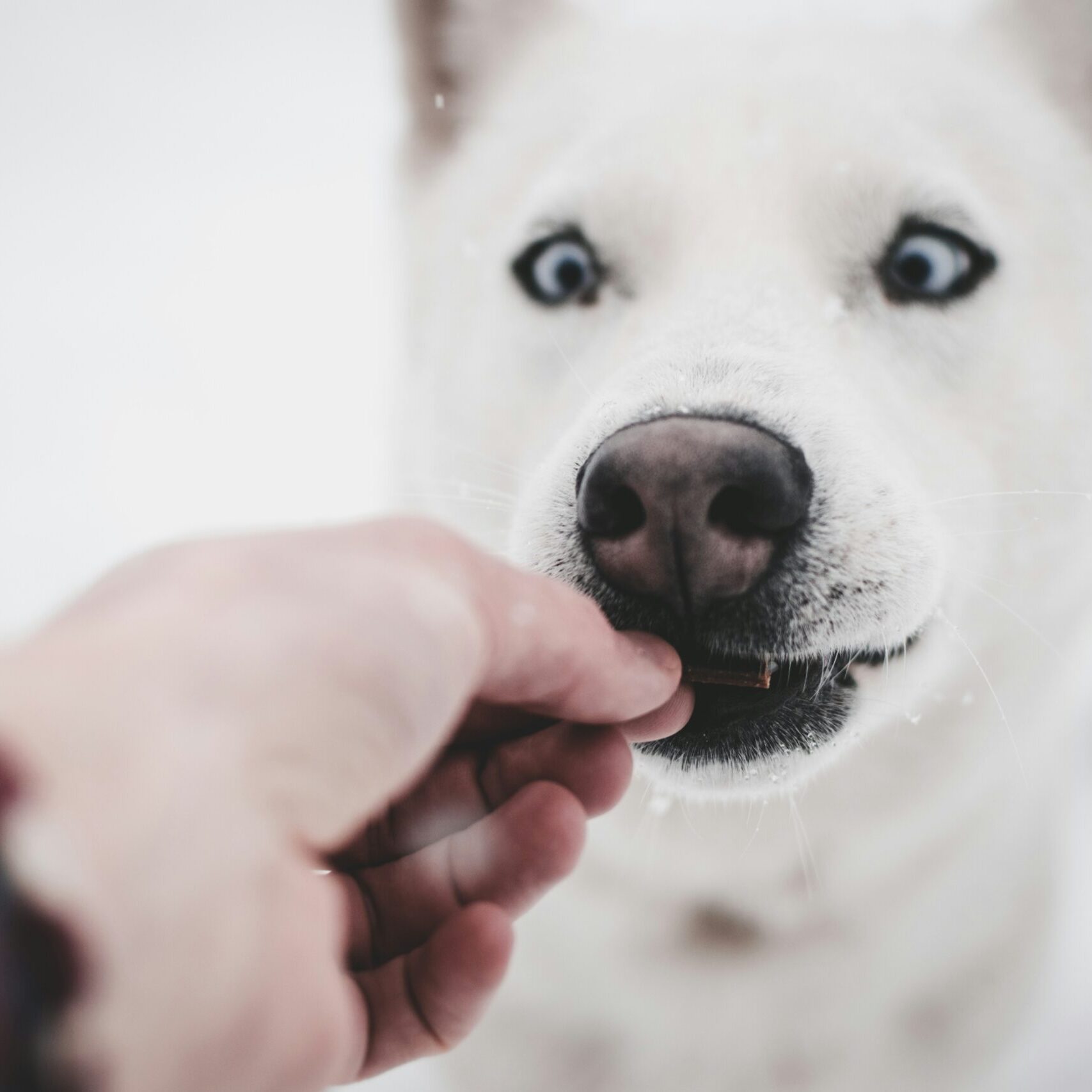 Your Guide to the Best CBD for Dogs: Safe, Tested, and Effective Choices