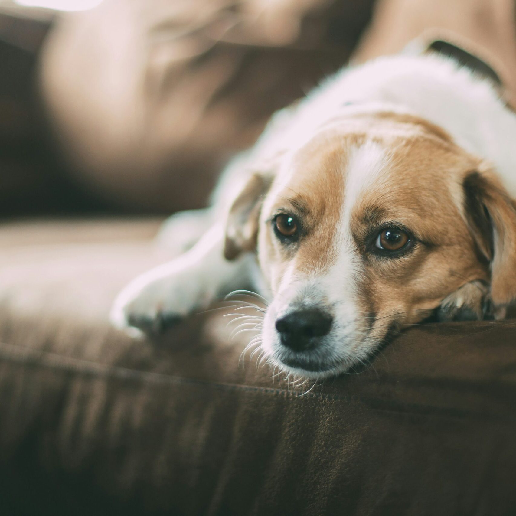 CBD for Pet Anxiety: How Seasonal Changes Affect Your Pets